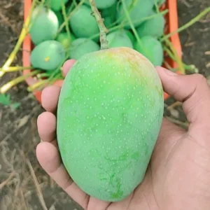 wild-grown-gir-kesar-mango-dang-forest-kisan-bazaar-organic